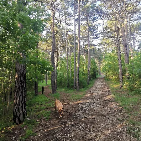 Romantic Tiny House With Private Pool & Fenced Garden - Pet Friendly Apartamento *