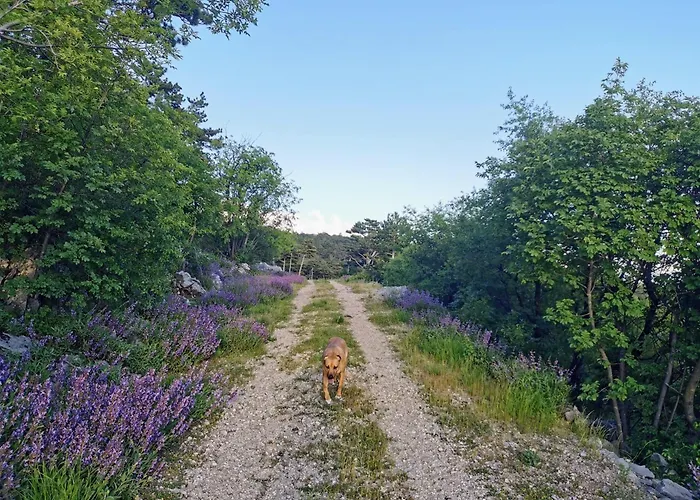 Romantic Tiny House With Private Pool & Fenced Garden - Pet Friendly